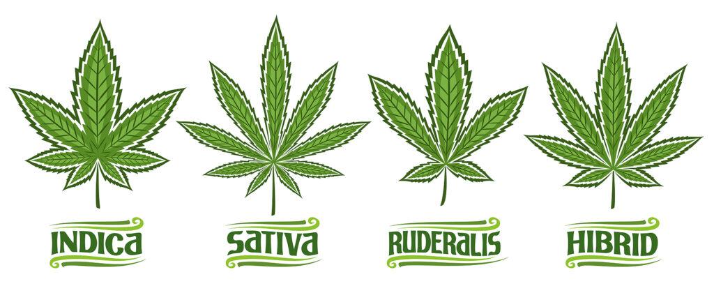 A graphic showing different kinds of marijuana that reads "indica, sativa, ruderalis, hibrid". Learn more about the support an addition therapist in New York, NY can offer in overcoming marijuana abuse in New York, NY. You can experience psychiatry from the comfort of home with an online psychiatrist today. 